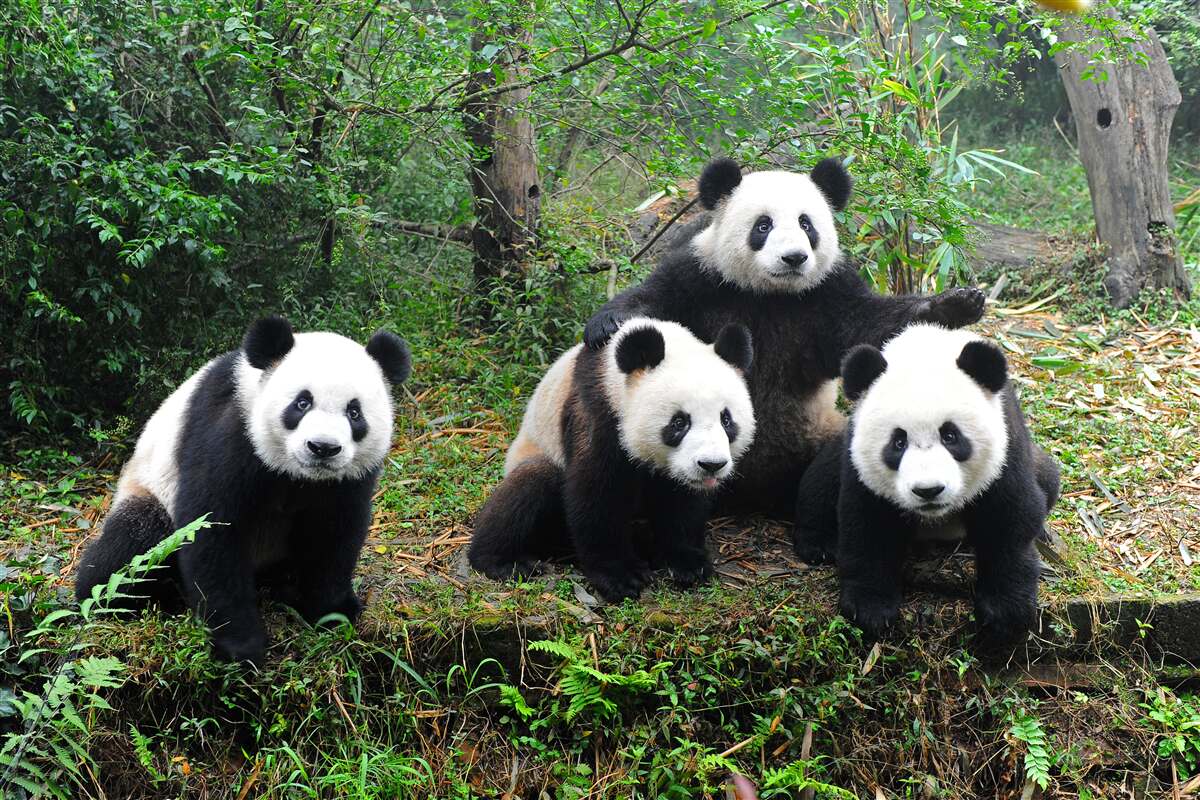Fotobehang een rustgevende familie van schattige panda's