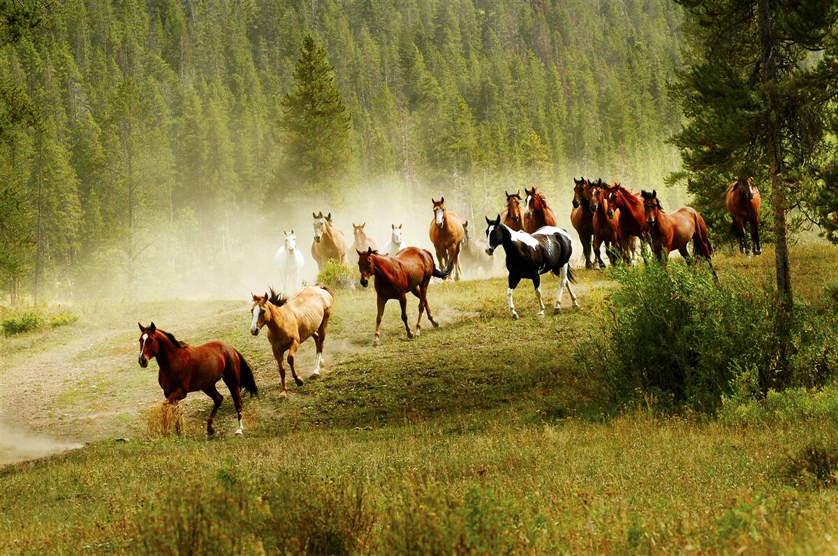 Fotobehang paarden racen door het bos