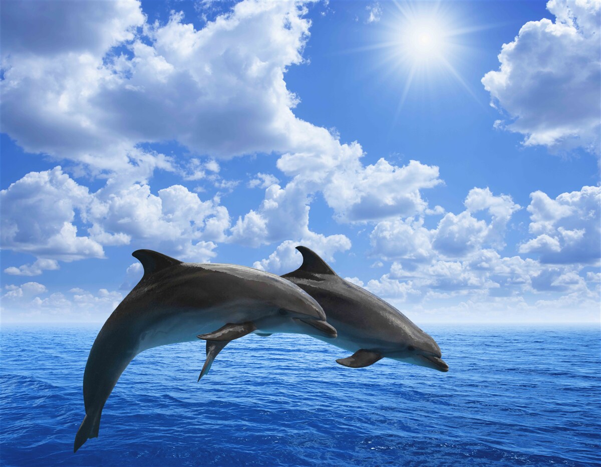 Fotobehang dolfijnen springen over het wateroppervlak