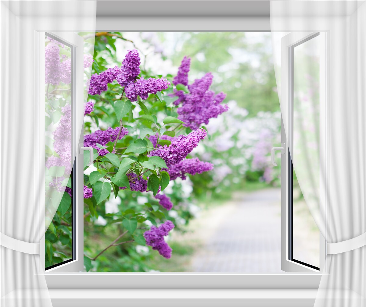 Fotobehang het witte raam is versierd met seringen