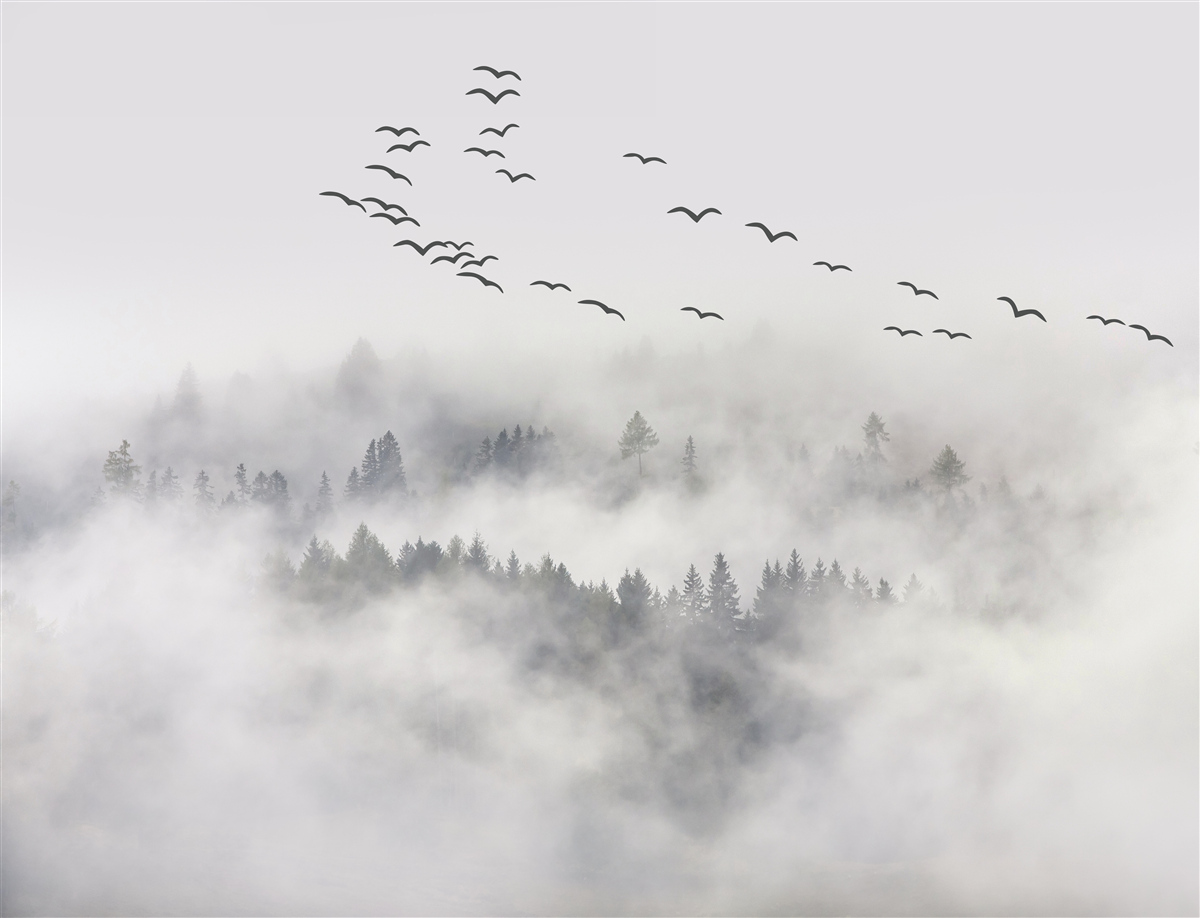 Fotobehang Een groep vogels vliegt uit de mist, op zoek naar een knus, warm land