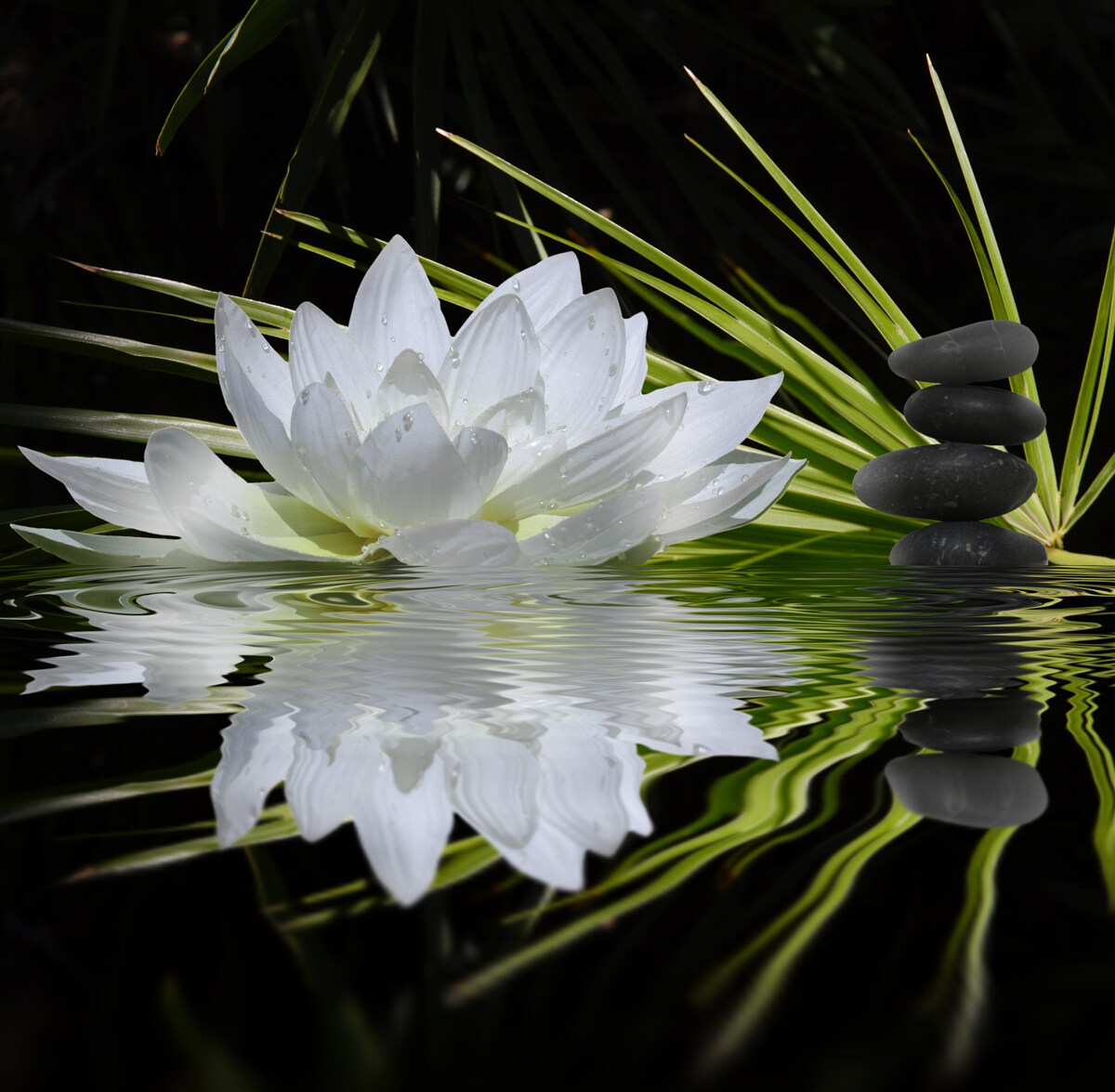 Fotobehang stenen en witte lotussen