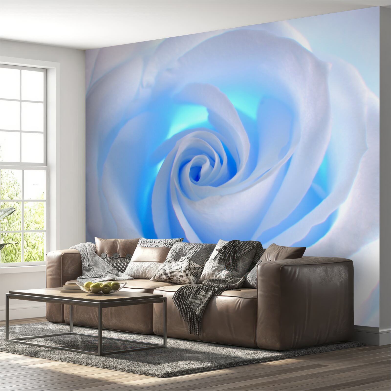 Fotobehang blauw licht dat door de tere witte roos schijnt