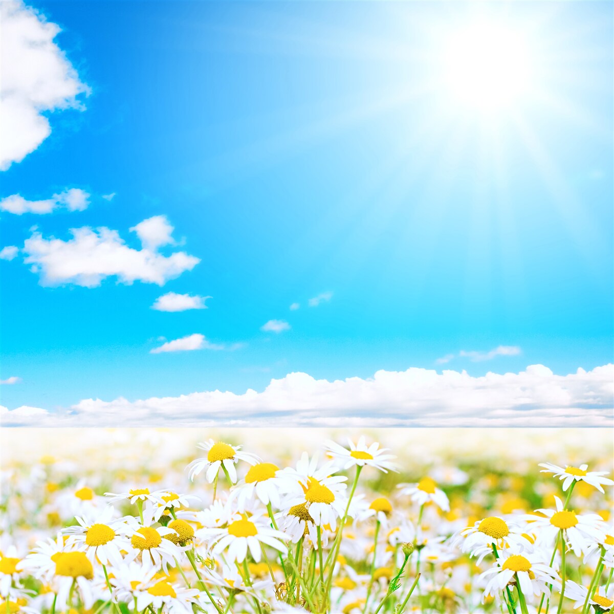 Fotobehang Zonlicht verlicht een veld met overvloedige madeliefjes