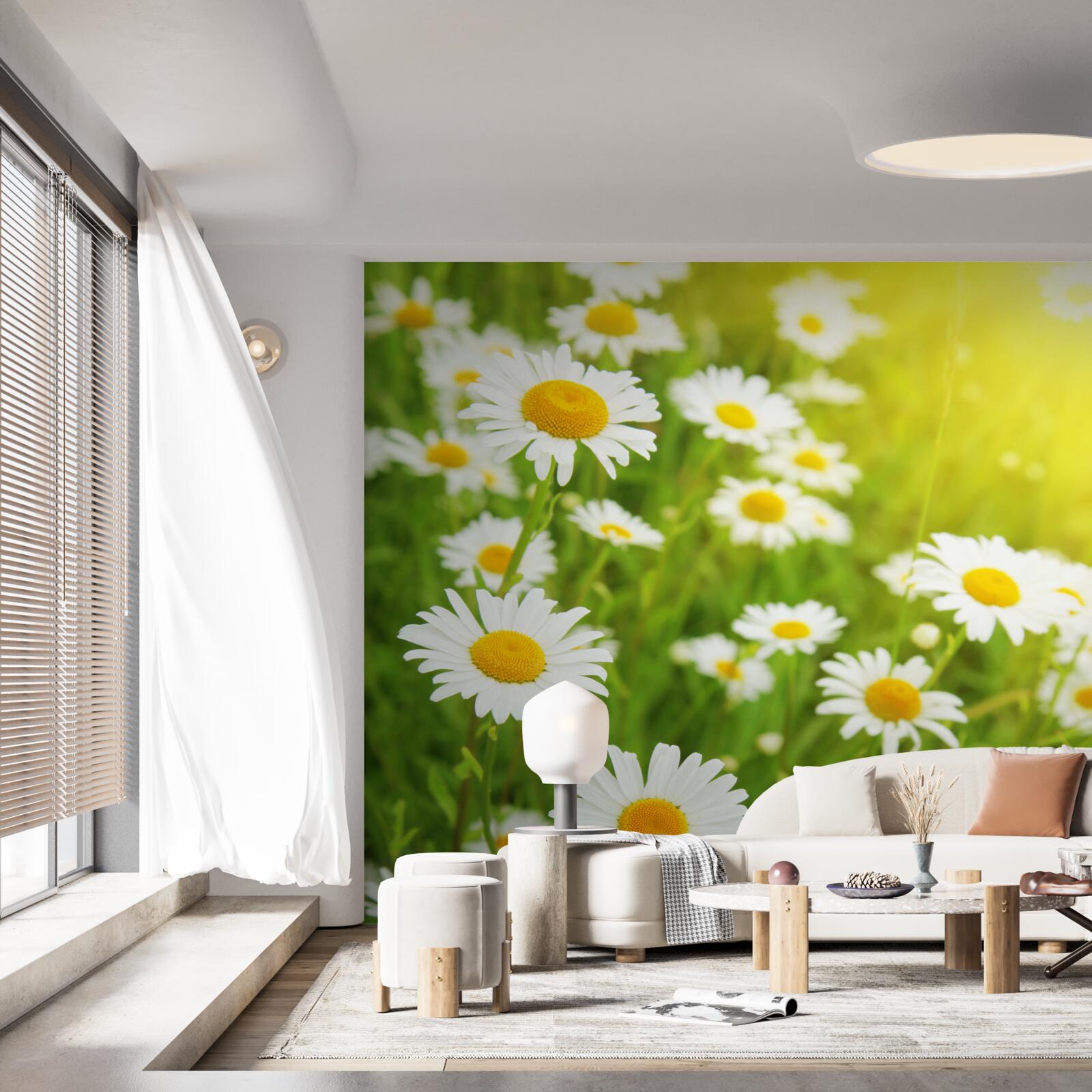 Fotobehang een veld met sneeuwwitte margrieten in het groen