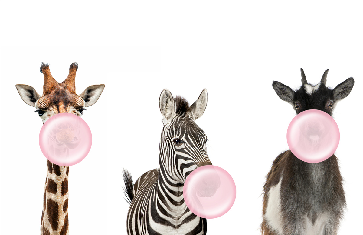 Fotobehang wezens maken een bel met kauwgom