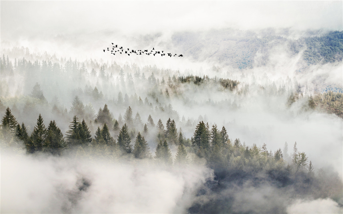 Fotobehang een groep vogels hoog boven een bewolkt berggebied