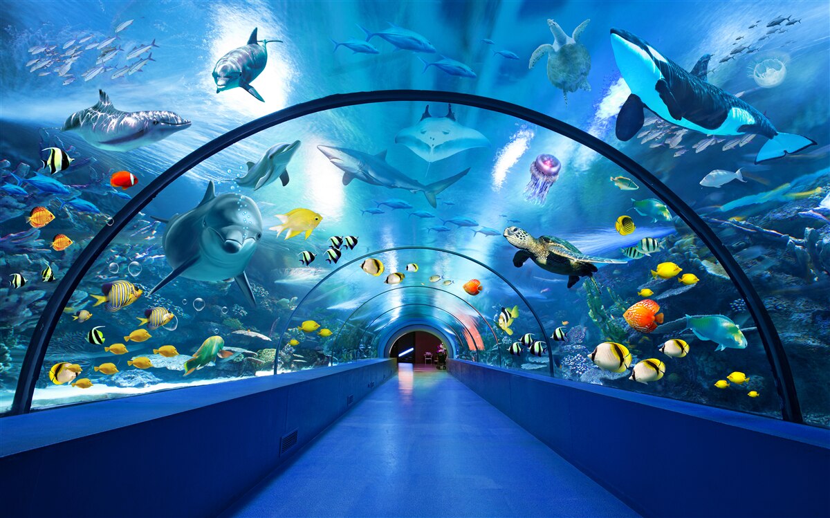 Fotobehang fascinerende aquariumtunnel