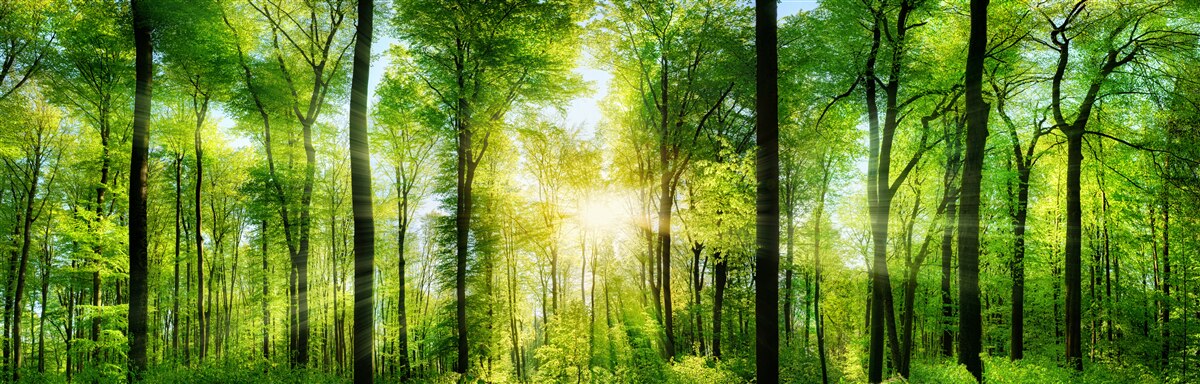Fotobehang de zonnestralen dringen door de bladeren van de bomen