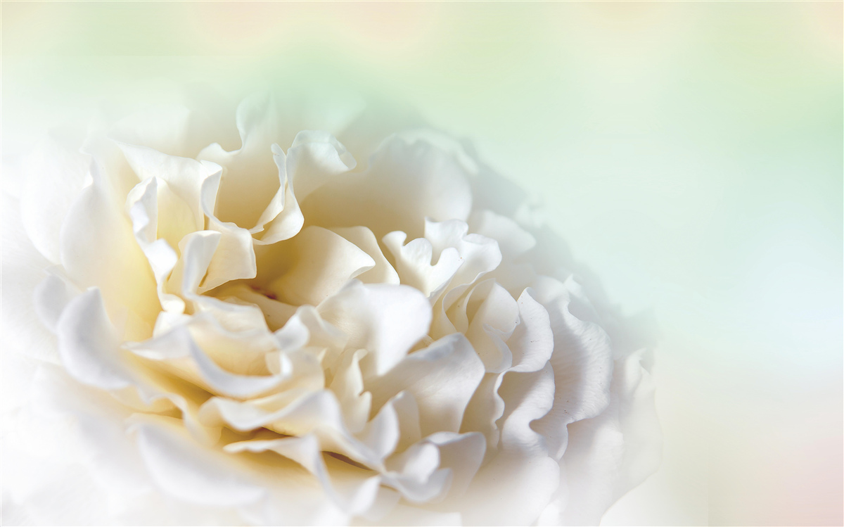 Fotobehang achtergrond van pioenen in romige en pluizige tinten