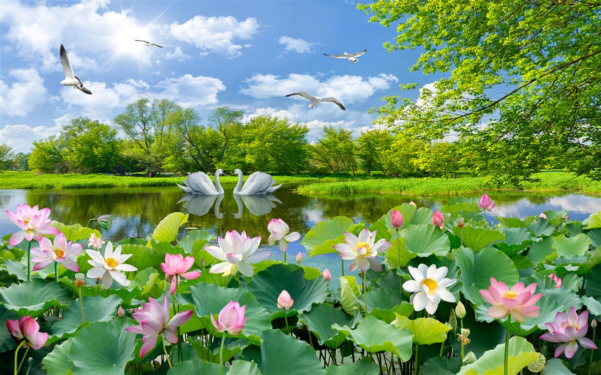 Fotobehang twee zwanen zwemmen in een vijver met waterlelies