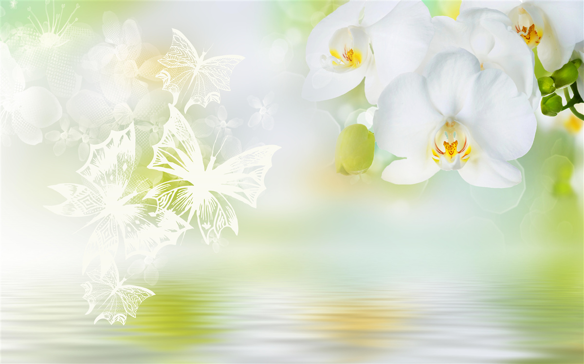 Fotobehang Sneeuwwitte orchideeën weerspiegeld in het water