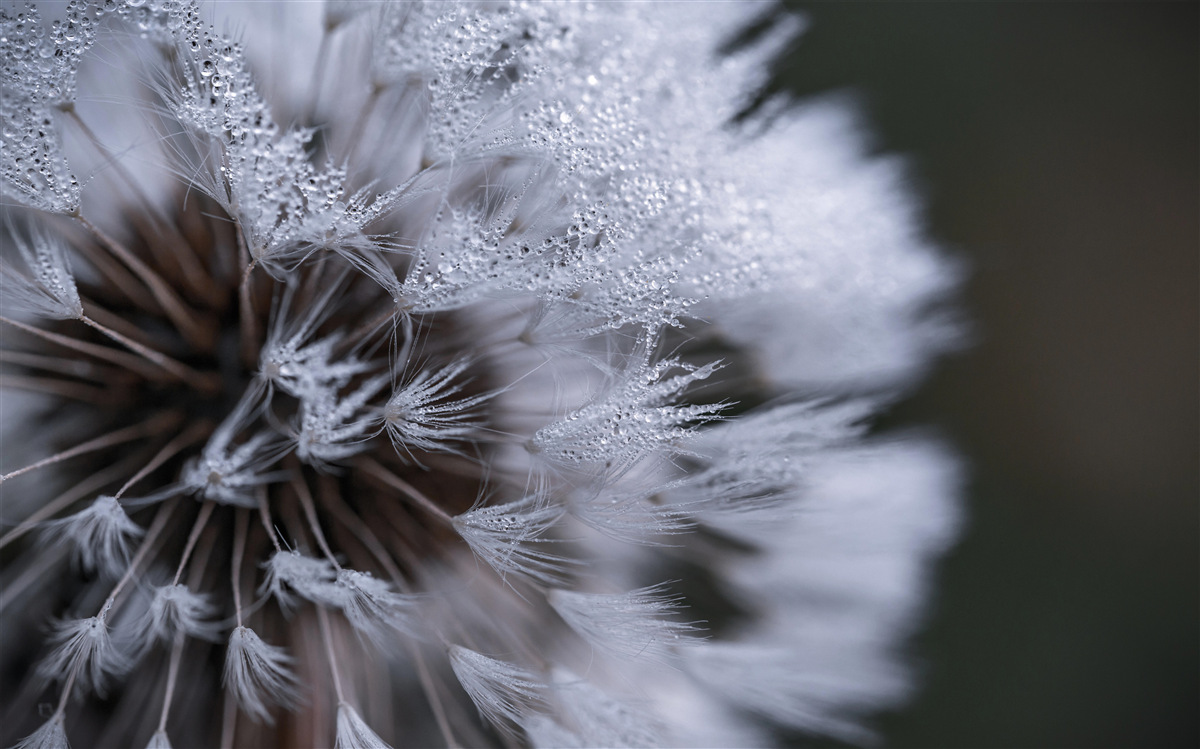 Fotobehang paardenbloemen met pluizige bloemblaadjes