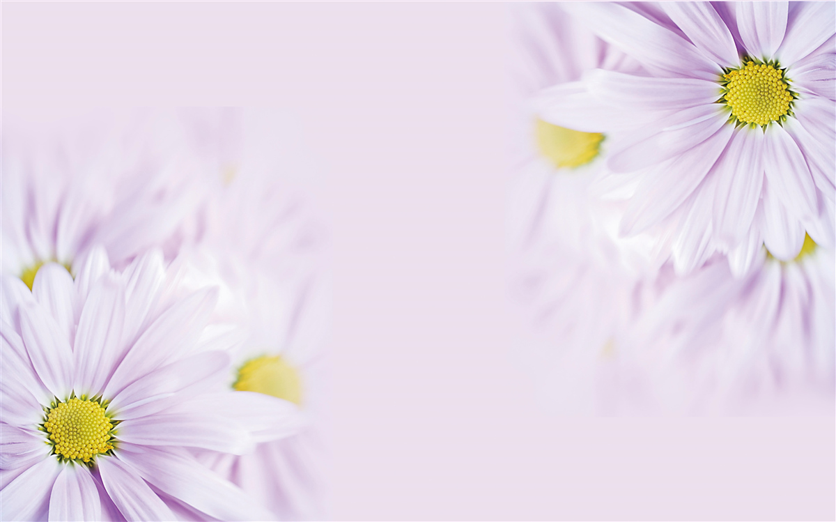 Fotobehang verfijnde sneeuwwitte margrieten