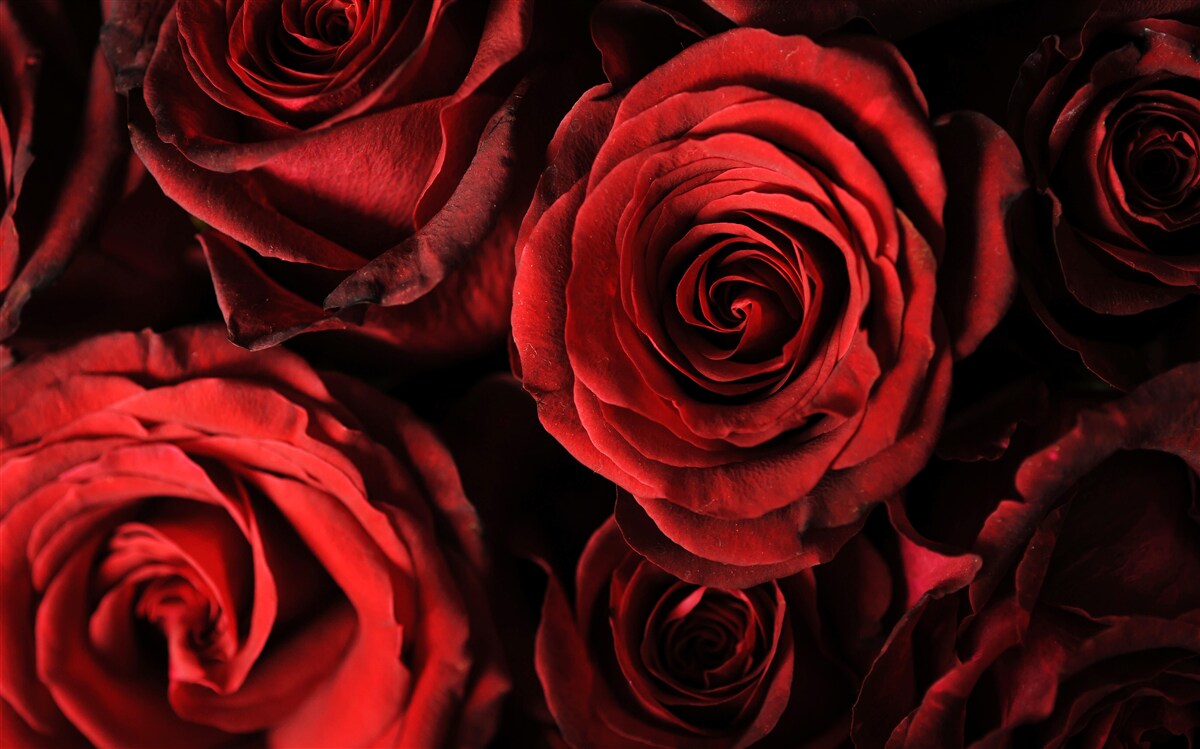 Fotobehang de rode roos is de belichaming van schoonheid