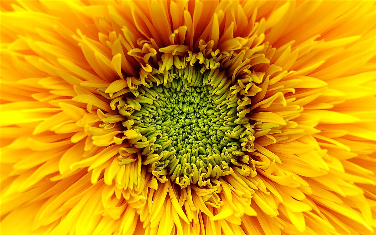 Fotobehang bloem met een groen hart, felgeel geverfd