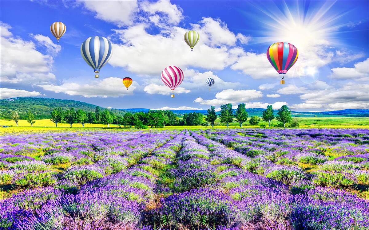 Fotobehang ballonvaart over een lavendelveld