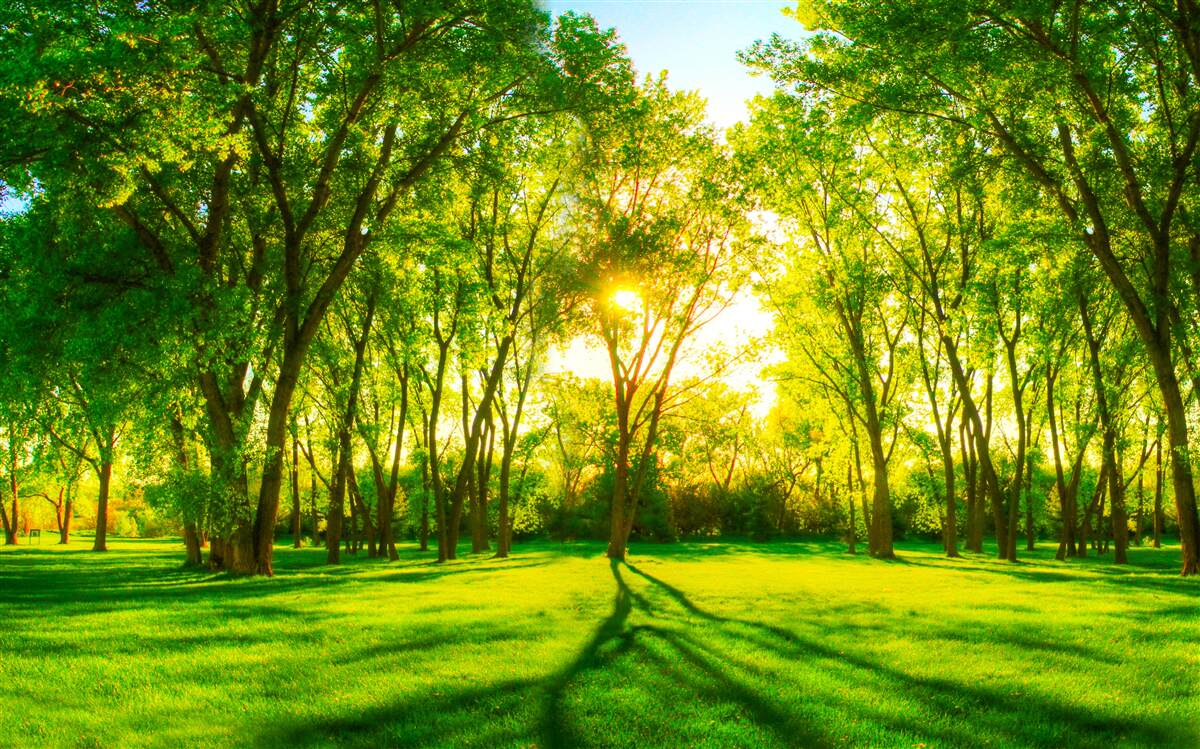 Fotobehang in het heldere palet van een groen ochtendbos