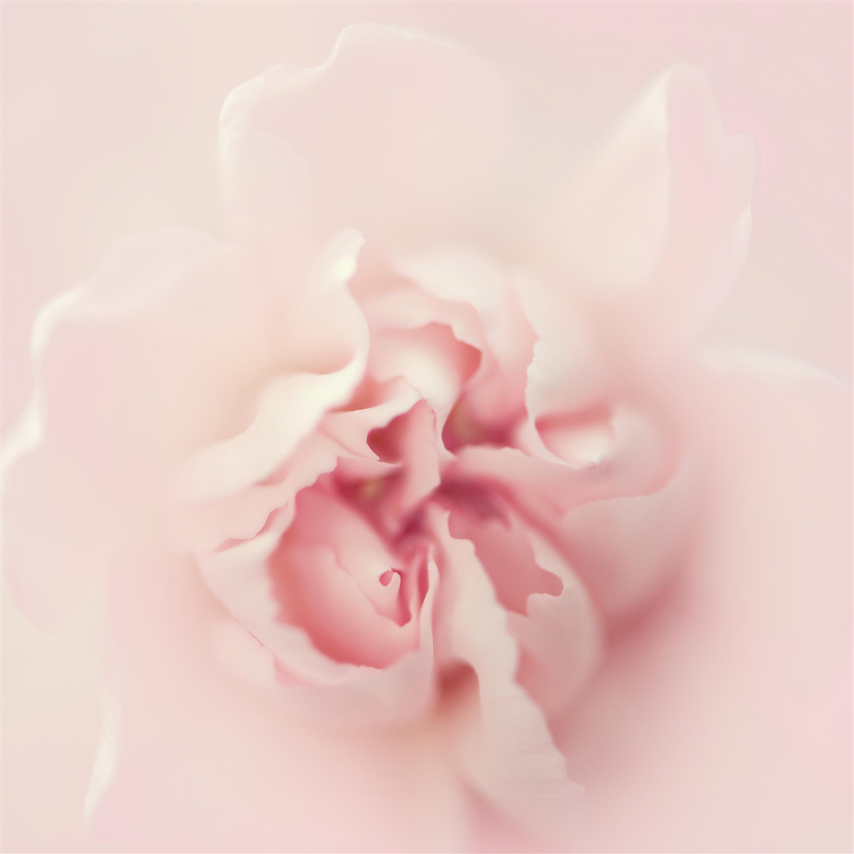 Fotobehang gedetailleerde afbeelding van het hart van een roze bloem