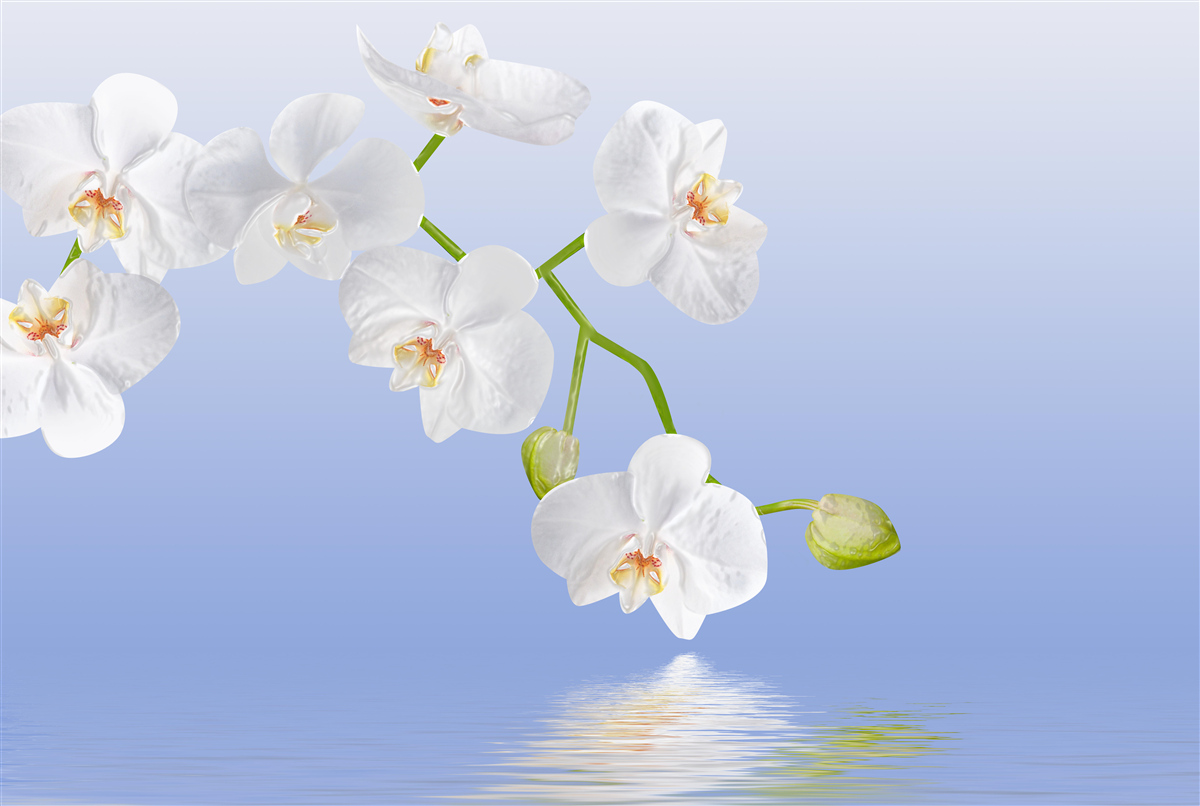 Fotobehang Sneeuwwitte orchidee boven het wateroppervlak