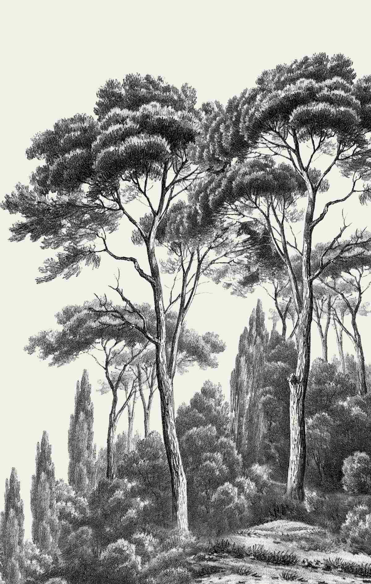 Fotobehang pijnbomen uit italië in zwart-wit tinten