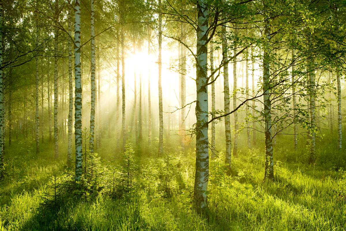 Fotobehang Dageraad in het berkenbos