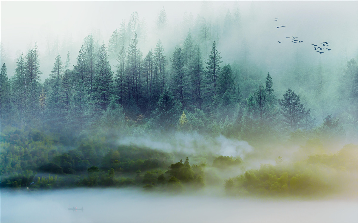 Fotobehang betoverende stilte in de mistige bossen