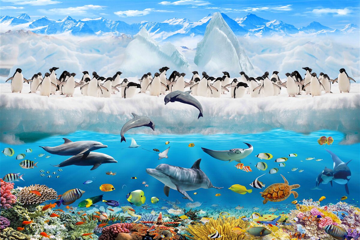 Fotobehang dolfijnen en pinguïns leven in koraalriffen