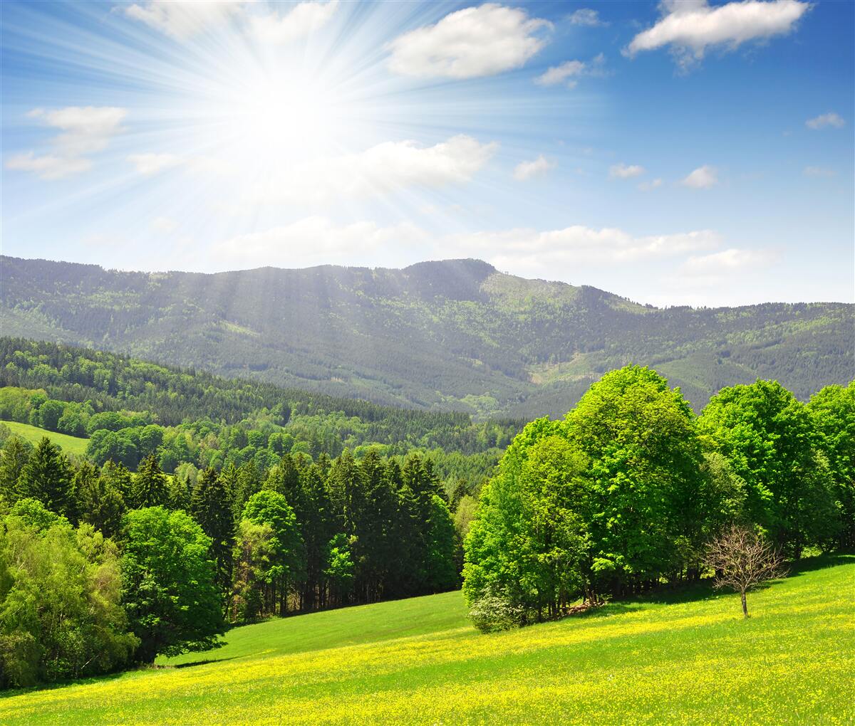 Fotobehang de zon staat op haar hoogste punt boven een groene weide