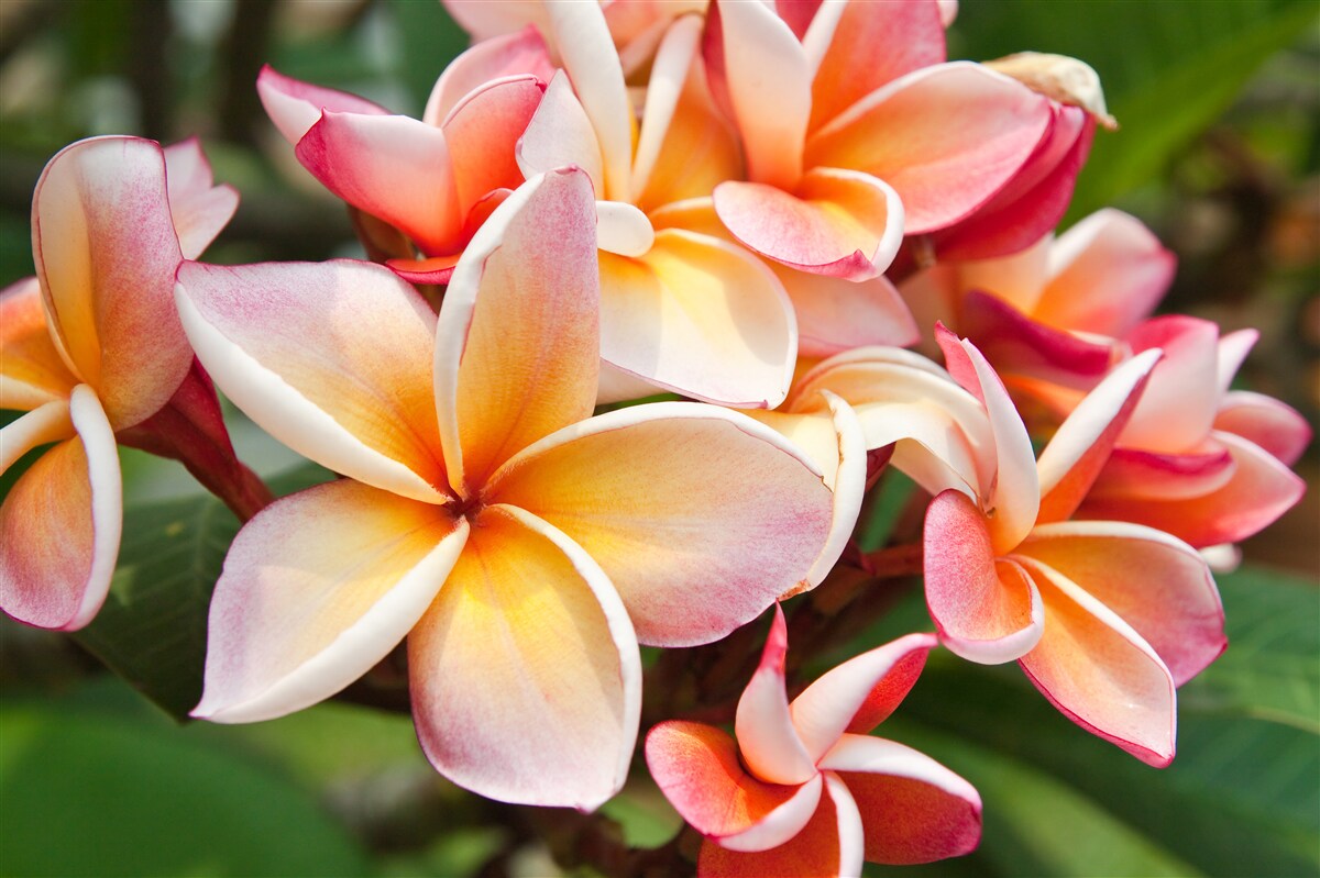 Fotobehang frangipani met mooie bloemen