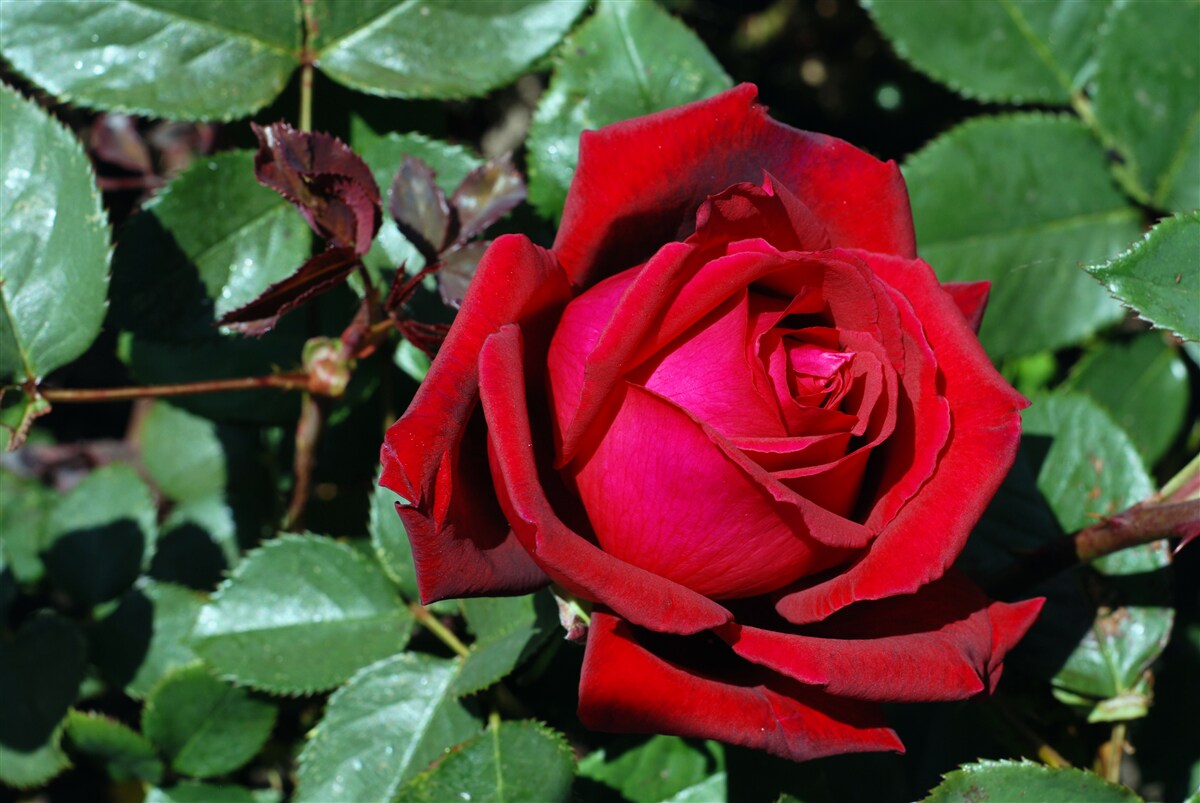 Fotobehang een scharlakenrode roos heeft gebloeid in de tuin
