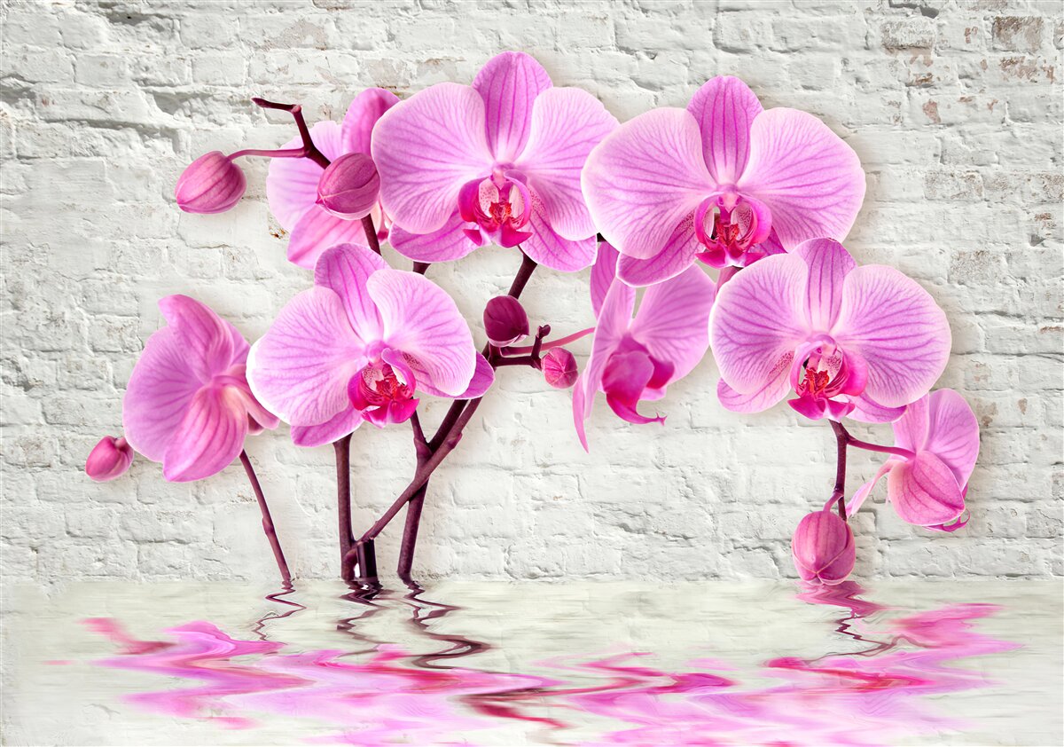 Fotobehang zacht paarse orchidee bloem