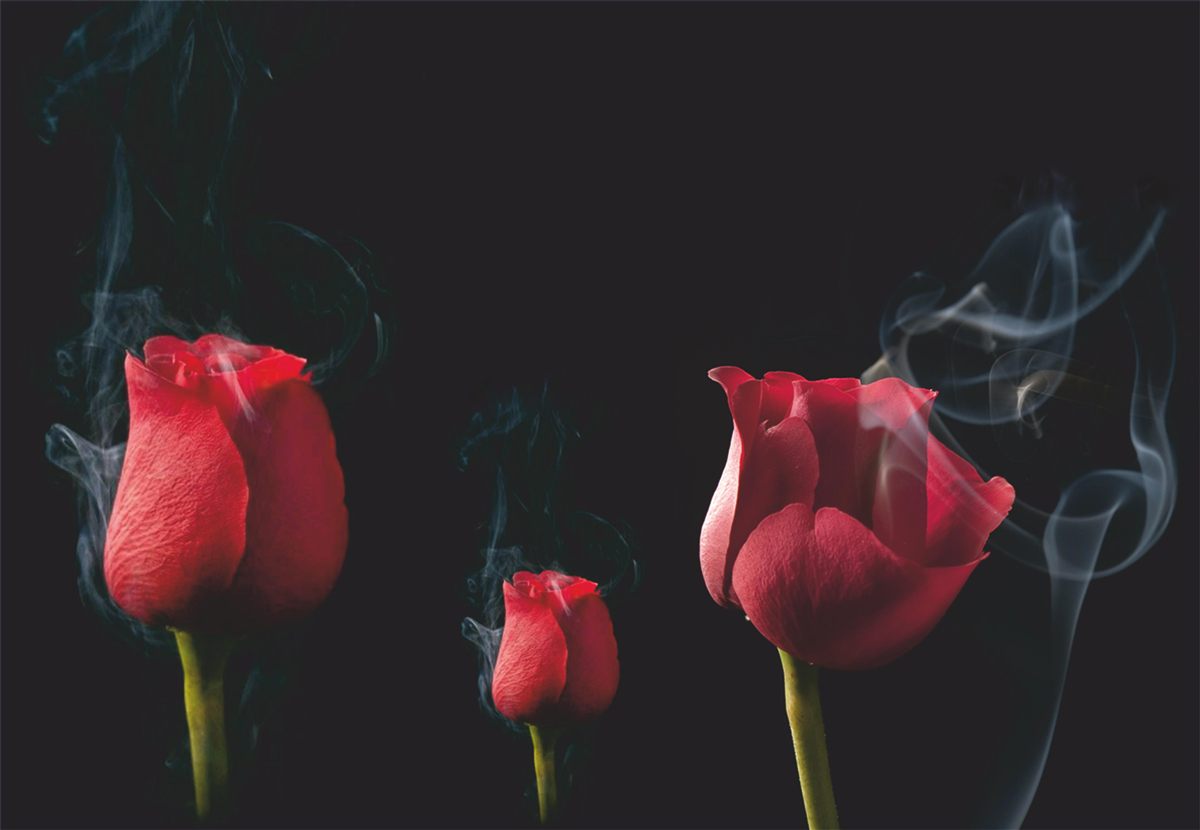 Fotobehang een rode roos bloeit in de rook