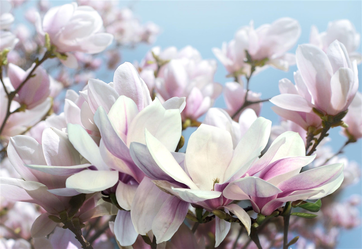 Fotobehang magnolia gewikkeld in bloemen