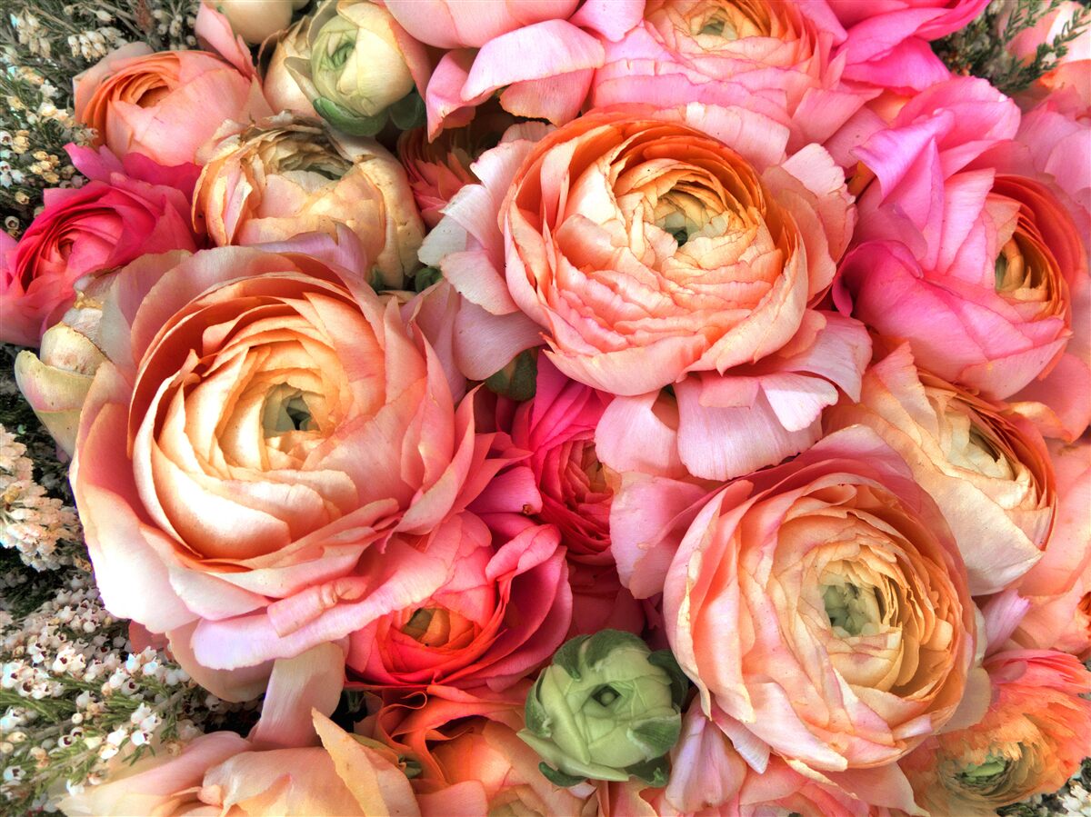 Fotobehang rijk gekleurde pioenen