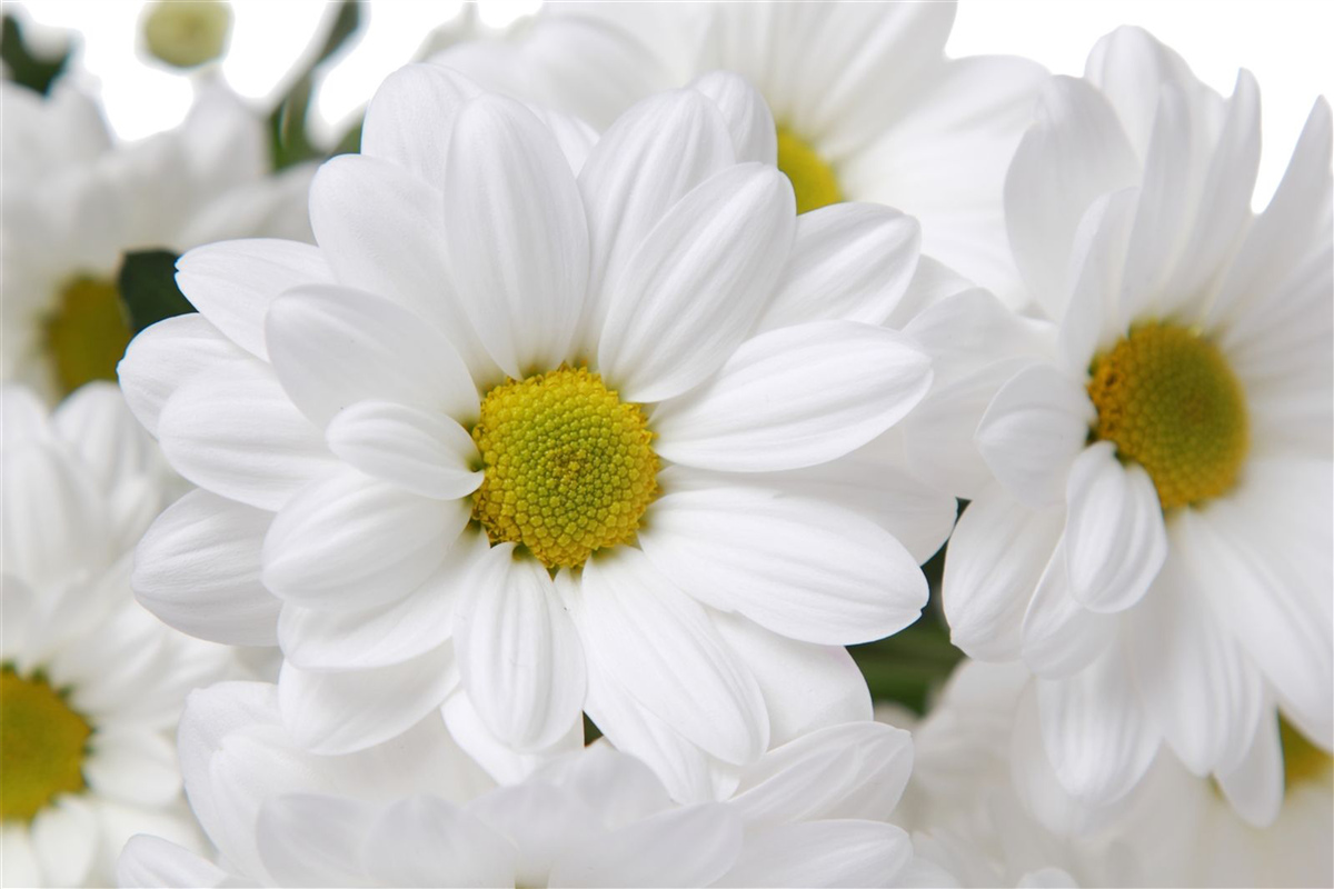 Fotobehang samenstelling van sneeuwwitte chrysanten