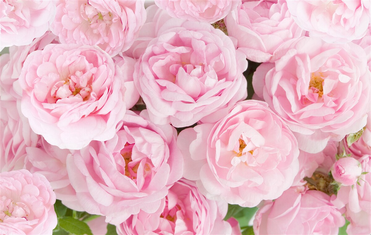 Fotobehang roze rozen verzameld in een theelichtboeket