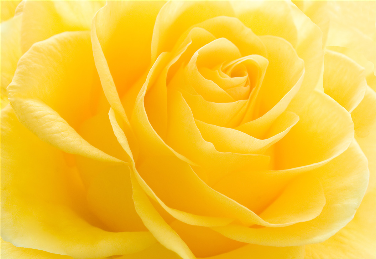 Fotobehang macrofoto van een geelroze bloem