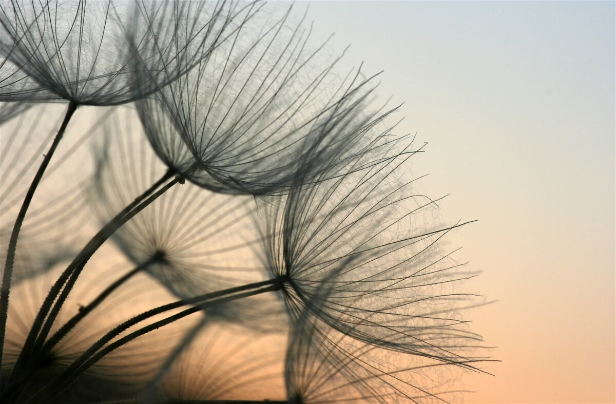 Fotobehang zonsondergang boven paardenbloemen