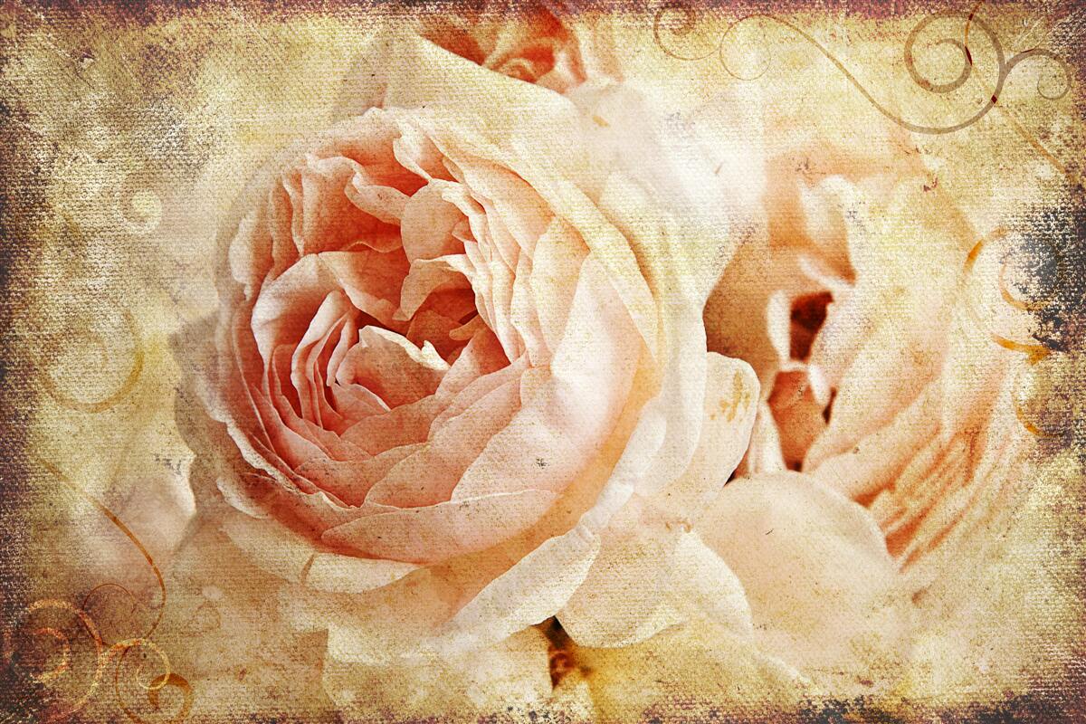 Fotobehang vintage rozen