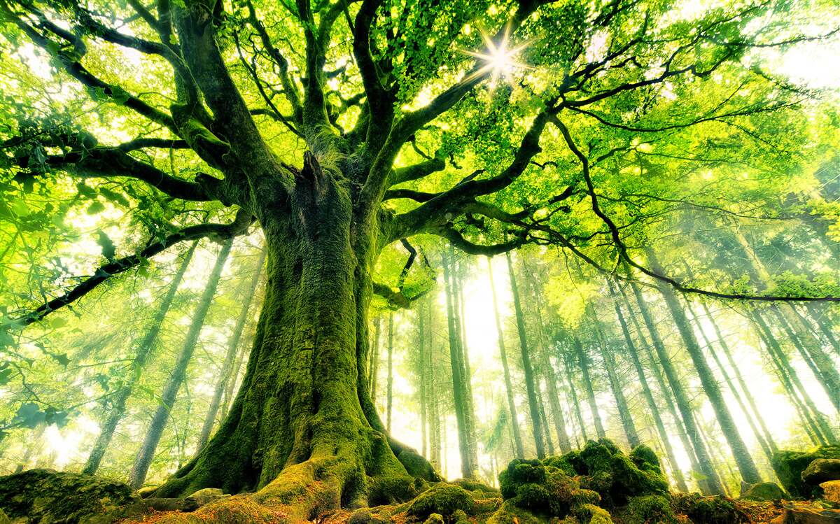 Fotobehang majestueuze boom van het bestaan begroet de zonsopgang