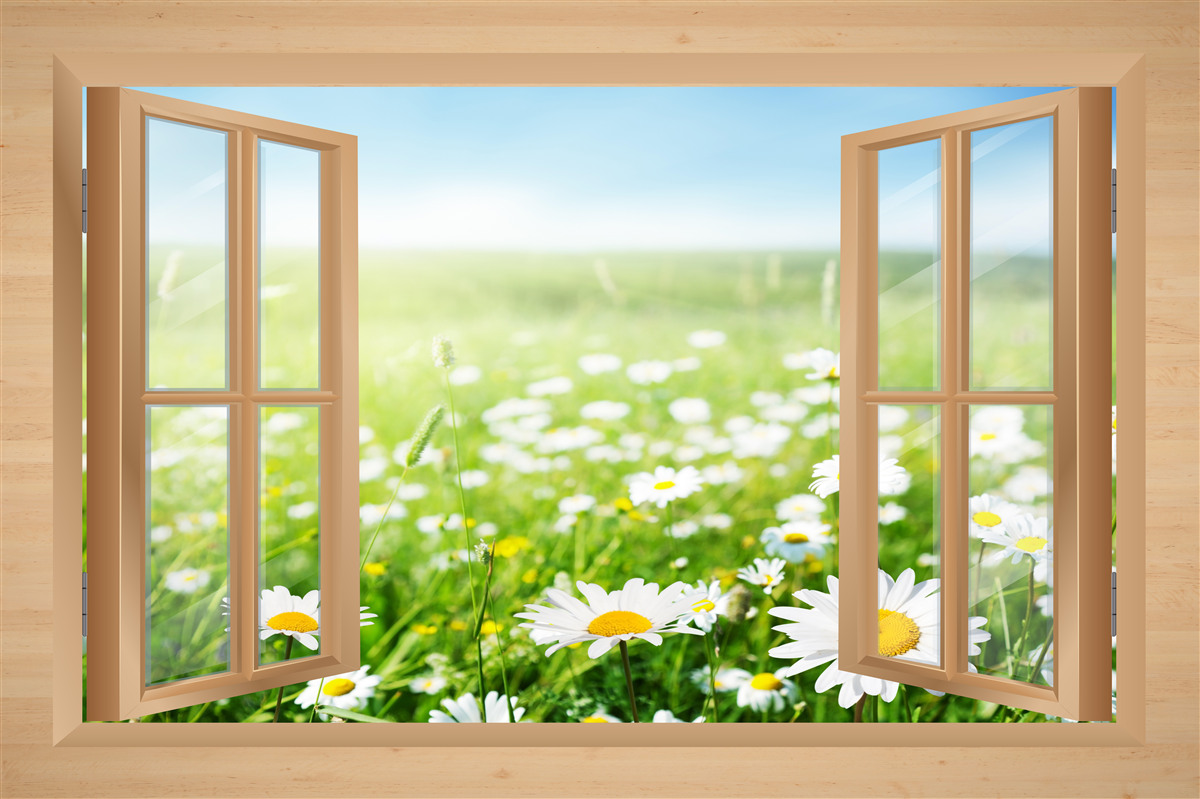 Fotobehang uitzicht op het kamilleveld vanuit het raam