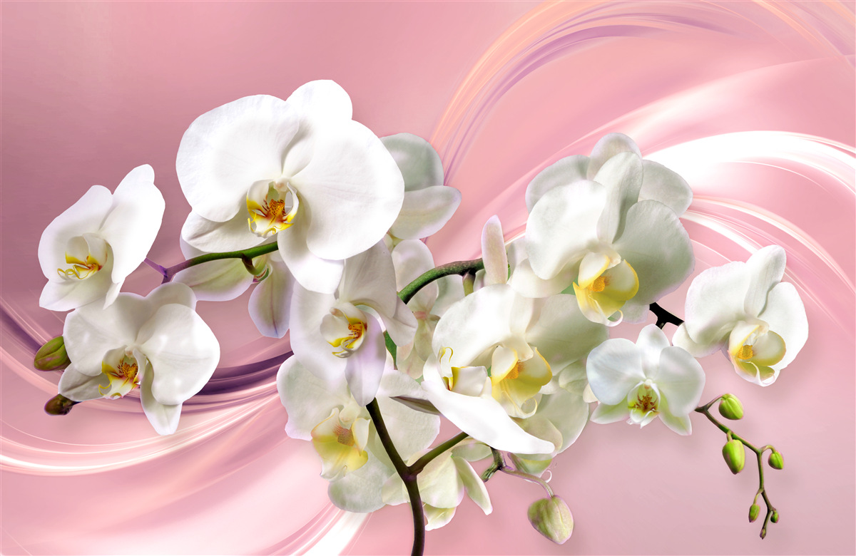 Fotobehang grote witte orchideeën op een roze achtergrond