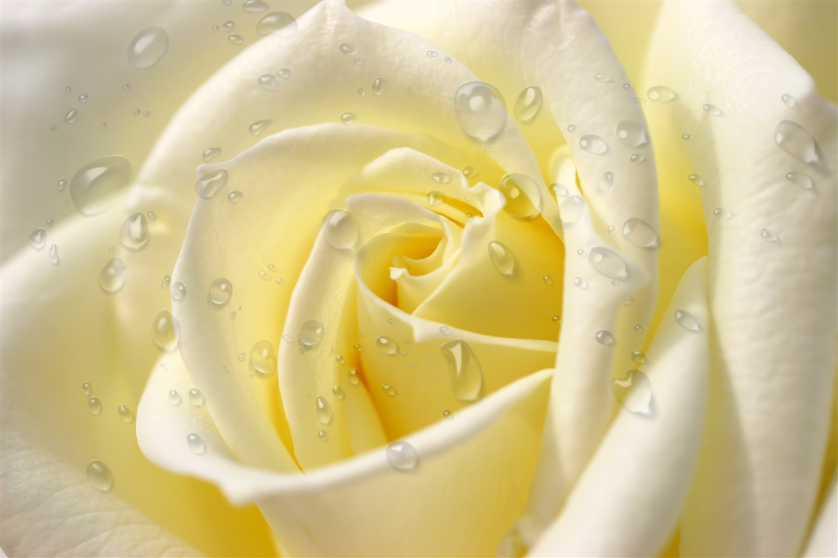 Fotobehang regendruppels op een gele roos