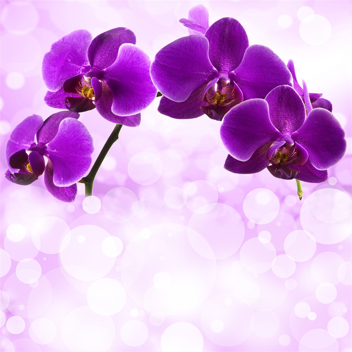 Fotobehang orchideeën met donkerpaarse bloemen