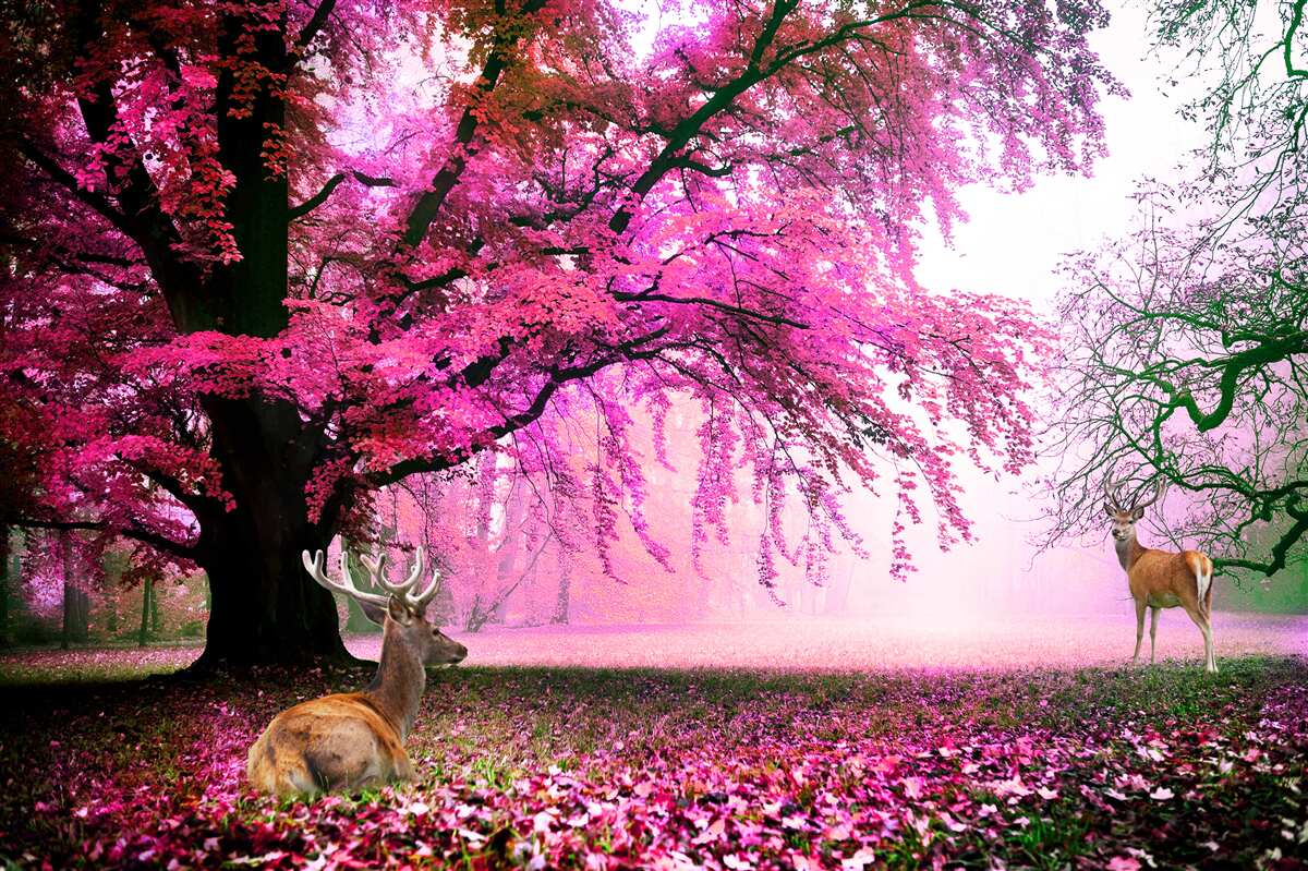 Fotobehang sakura in roze vliegt rond