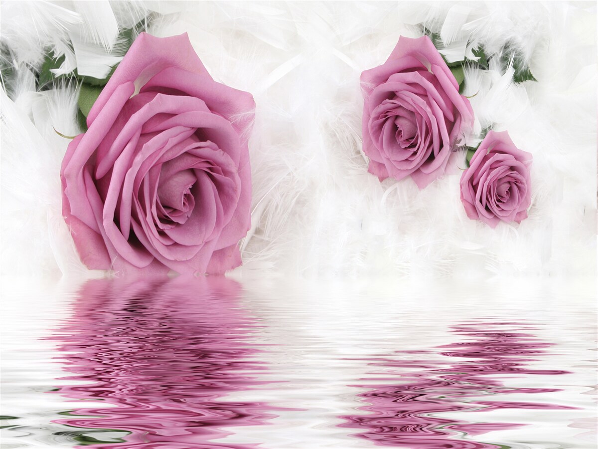 Fotobehang lila rozen in vloeibaar element