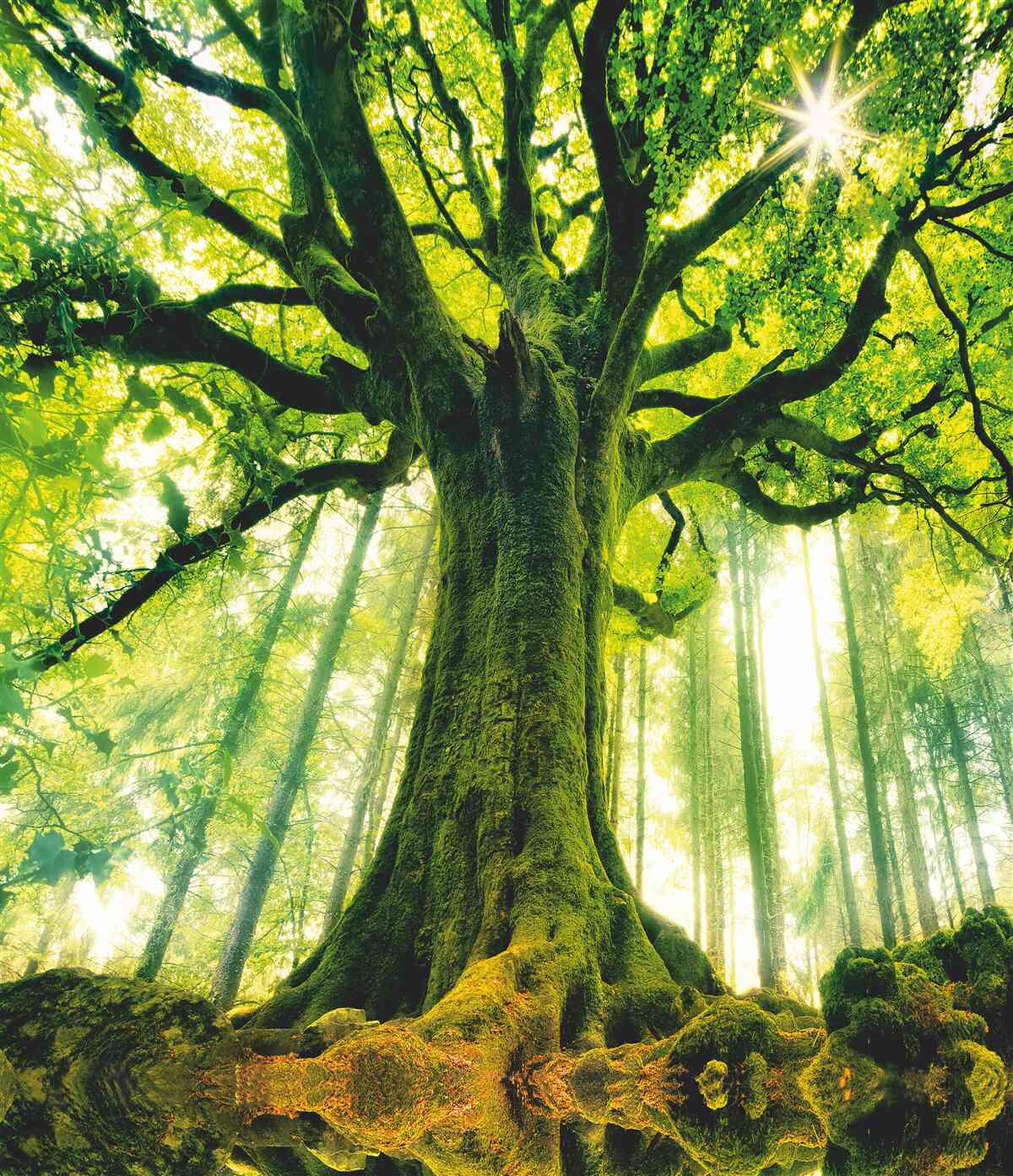 Fotobehang levensboom in het ochtendbos