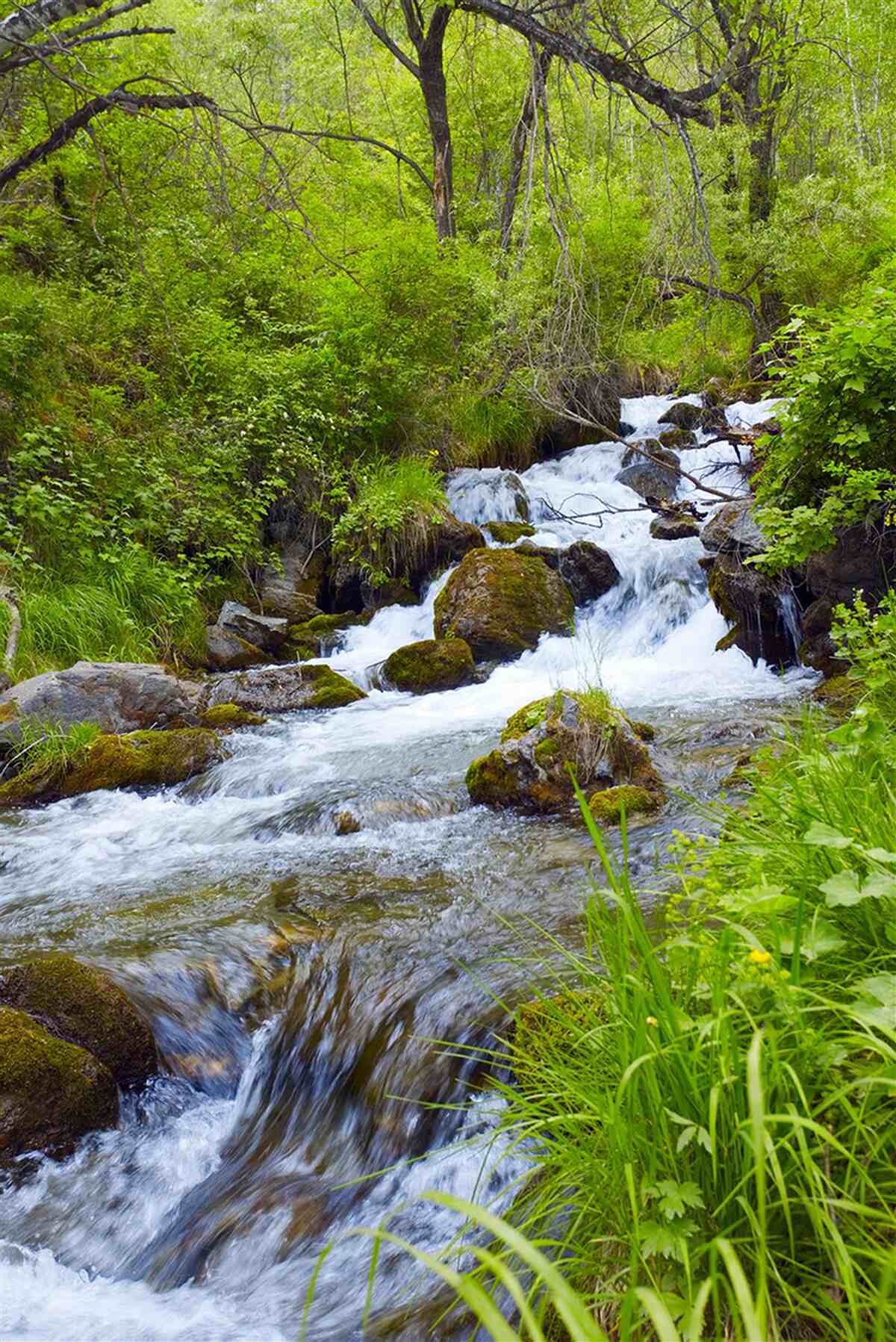 Fotobehang waterval die woest stroomt midden in het bos
