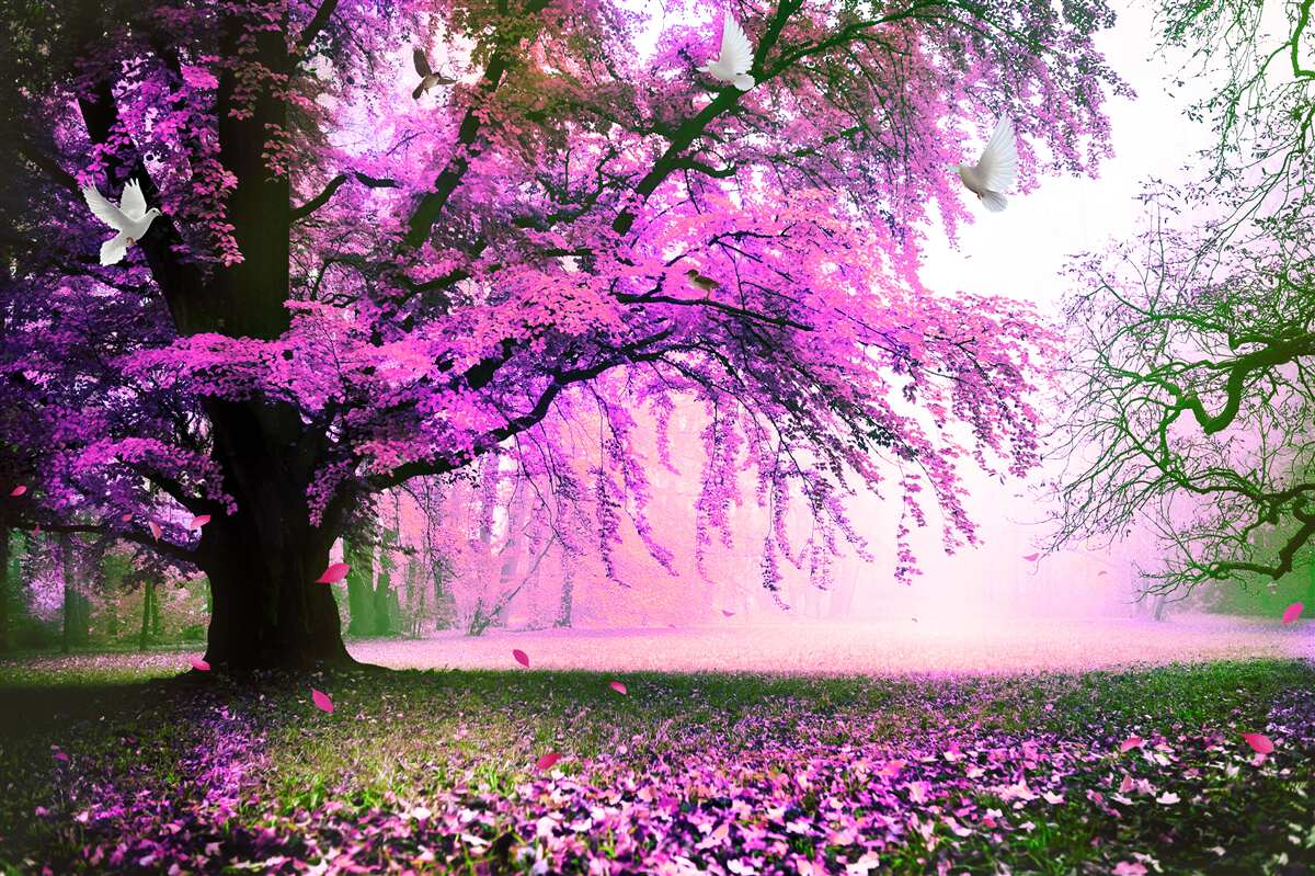 Fotobehang Betoverende kleuren van kersenbloesems